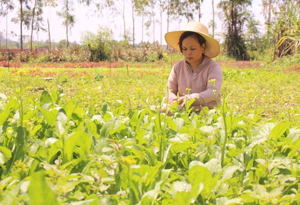 Mô hình rau an toàn của chị Nguyễn Thị Khánh (thành viên Tổ hợp tác sản xuất rau an toàn thị trấn Ea Pốk).