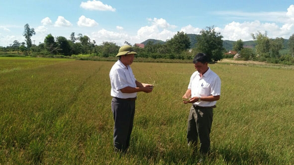 Nhiều diện tích lúa bị mất trắng do tình trạng khô hạn trên địa bàn huyện Ea Kar xảy ra hồi tháng 9-2018.