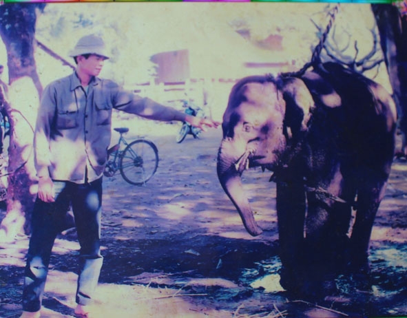 Bức ảnh già Y Khiă thời trẻ và con voi thứ 36 đã săn được. 