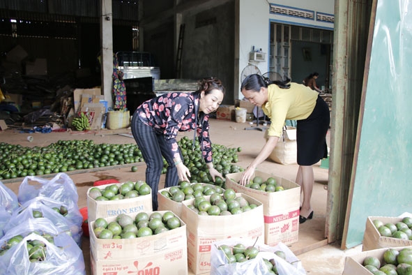 Chị Nguyễn Thị Nhỏ, Chủ nhiệm CLB Nữ doanh nghiệp huyện Krông Búk (bên trái) thu mua bơ  của người dân.  