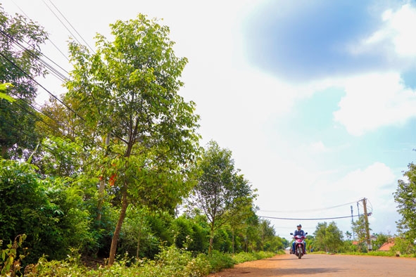 Hàng cây sao đen do Hội Liên hiệp Phụ nữ xã Ea Drông (thị xã Buôn Hồ) trồng đang phát triển xanh tốt. 