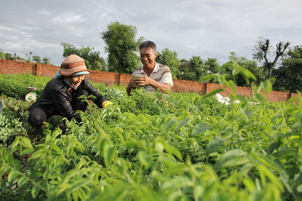 Gia đình bà Huỳnh Thị Hồng ở thị trấn Ea Pốk (huyện Cư M’gar) vươn lên thoát nghèo với mô hình sản xuất rau sạch.
