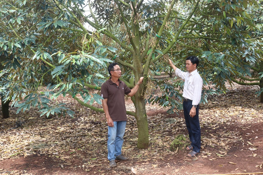 Các thành viên của Chi hội Trồng cây ăn trái xã Tam Giang tham quan vườn sầu riêng  của gia đình anh Nguyễn Gia Phương.