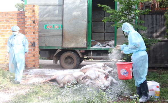 Đàn heo bị nhiễm vi rút dịch tả heo châu Phi (ở xã Hòa Phú, TP. Buôn Ma Thuột) được mang đi tiêu hủy. 