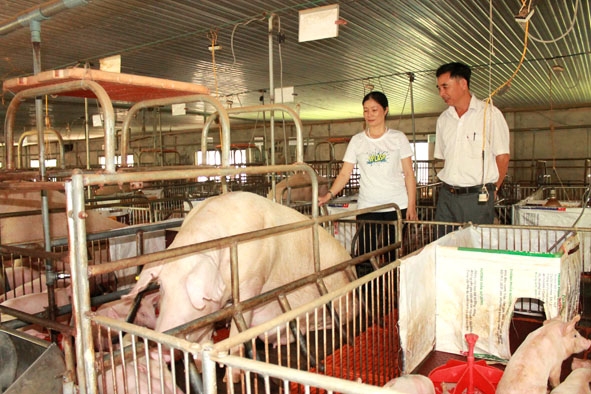 Lãnh đạo Trạm Chăn nuôi và Thú y huyện Ea Kar kiểm tra tình hình phòng chống dịch bệnh tại một trang trại ở xã Ea Kmút.