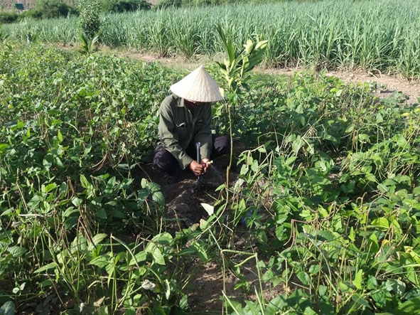 Gia đình ông Huỳnh Ngọc Thanh (thôn 4, xã Ea Pil) vừa chuyển đổi 1,8 ha đất trồng hoa màu sang trồng gần 1.000 cây ăn quả.   