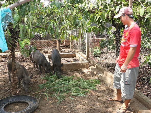Anh Nguyễn Tuấn Vũ chăm sóc  đàn heo rừng của gia đình.
