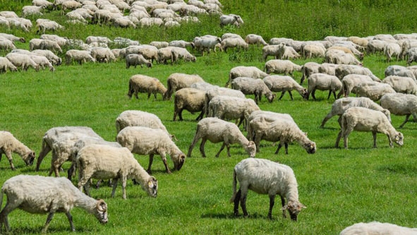 Đàn cừu 