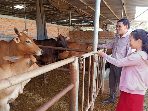 Cán bộ Hội Nông dân huyện Cư Kuin thăm mô hình chăn nuôi bò của bà Nguyễn Thị Thùy Linh.  