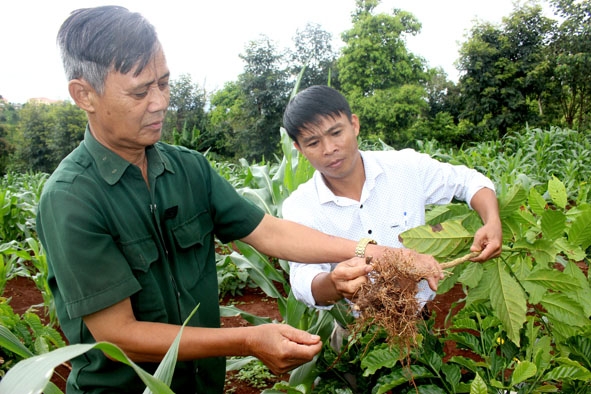 Cà phê tái canh của gia đình ông Nguyễn Đình Tùng (bên trái) bị tuyến trùng gây hại.  