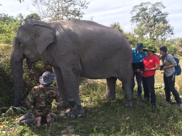 Các chuyên gia nước ngoài và cán bộ Trung tâm Bảo tồn voi kiểm tra sức khỏe sinh sản  cho một con voi ở huyện Lắk.  
