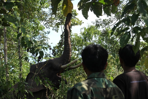Một con voi nhà thuộc sở hữu của Vườn Quốc gia Yok Đôn không còn phải chở khách phục vụ du lịch mà đã được thả tự do kiếm ăn trong rừng. 