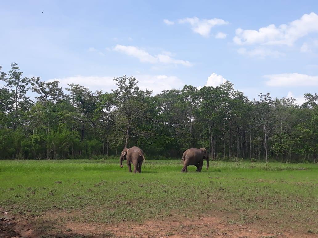 Hai con voi tham gia hoạt động du lịch thân thiện của VQG Yok Đôn tự do đi lại, kiếm ăn trong rừng