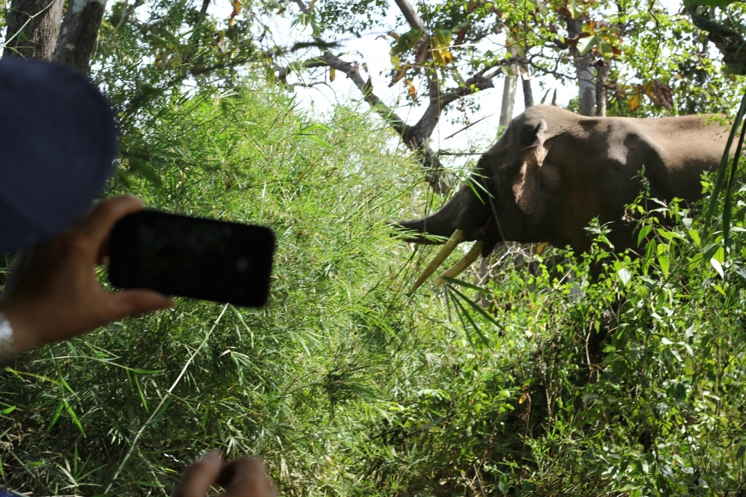 Du khách tham gia tuor du lịch ngắm voi của VQG Yok Đôn đang chụp hình voi kiếm ăn trong rừng