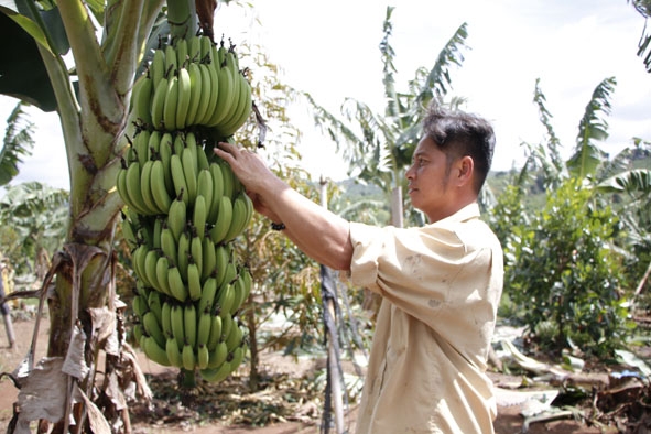 Anh Nguyễn Văn Hòa ở thôn 14 (xã Pơng Drang, huyện Krông Búk) chăm sóc vườn chuối chuẩn bị thu hoạch. 