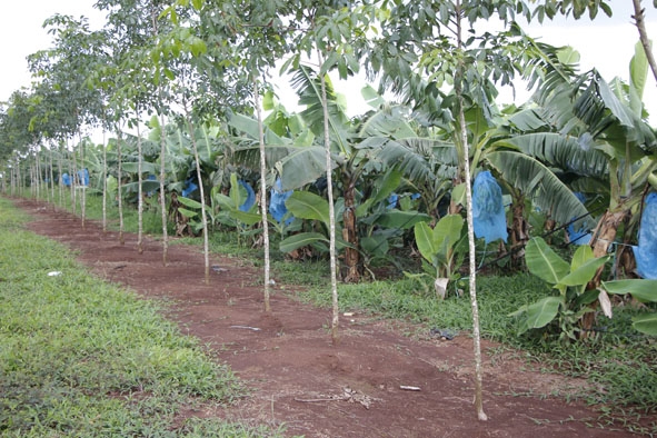Vườn chuối trồng xen với cao su mới tái canh của gia đình anh Nguyễn Thành Hưng tại thôn Quảng Hà  (xã Cư Kbô). 