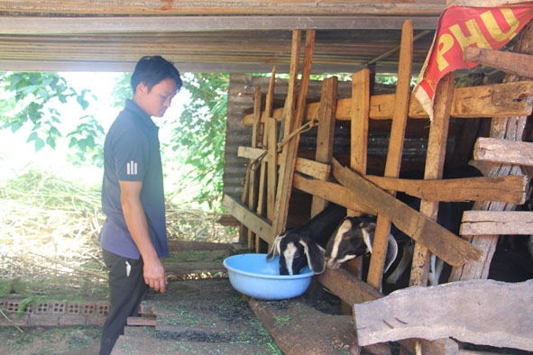 Mô hình chăn nuôi dê của gia đình anh Đinh Công Sơn (thôn Tiến Cường) được Hội Nông dân xã Quảng Tiến hỗ trợ.