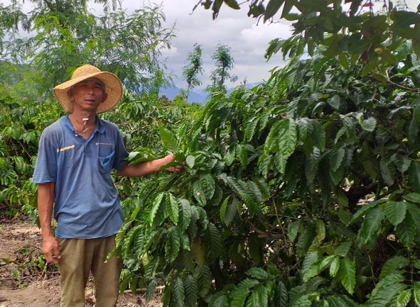 Anh Nguyễn Hữu Nghĩa thăm vườn cà phê.