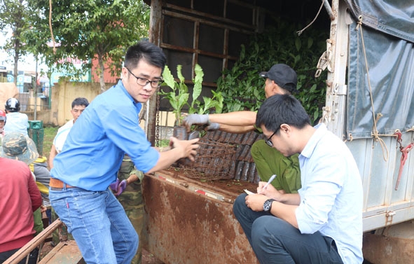 Đoàn viên, thanh niên Đoàn Khối doanh nghiệp tỉnh tham gia cấp phát giống cây cà phê cho người dân xã Ea Tân (huyện Krông Năng).
