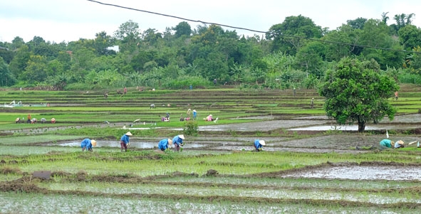 Người dân lao động sản xuất trên cánh đồng buôn Pheo, xã Ea Đrông.  