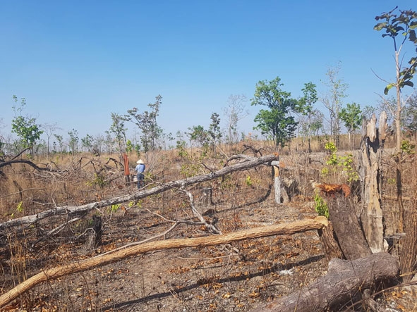 Một diện tích rừng của Công ty TNHH Chế biến thực phẩm và Lâm nghiệp Đắk Lắk bị chặt phá.  