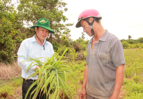 Cán bộ Phòng Nông nghiệp và Phát triển nông thôn huyện Ea Súp tìm hiểu việc trồng, thu hoạch sả  nguyên liệu của Hợp tác xã tinh dầu sả Phát Đạt. 