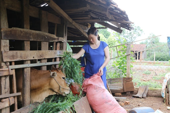 Chị Ngô Thị Hạnh (thôn 2, xã Ea Kpam) chăm sóc bò được hỗ trợ. 