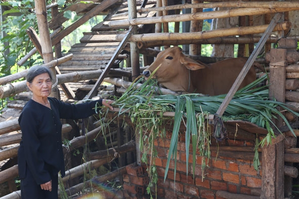 Bà Nguyễn Thị Hồng (thôn Tiến Đạt, xã Quảng Tiến) chăm sóc bò được hỗ trợ. 