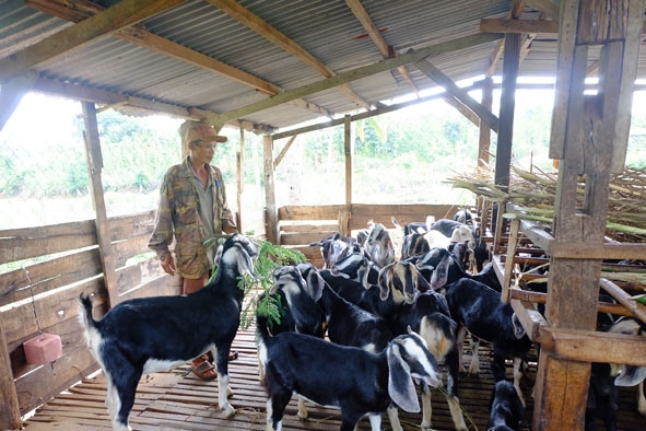 Mô hình chăn nuôi dê của gia đình anh Nguyễn Tấn Sang ở tổ dân phố 9, thị trấn Phước An.