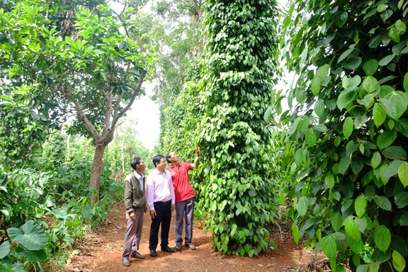 Tiêu trồng xen canh trong vườn cà phê cùng với các loại cây ăn trái của gia đình anh Y Thiêm Niê (bìa trái) ở buôn Pan, xã Ea  Yông.