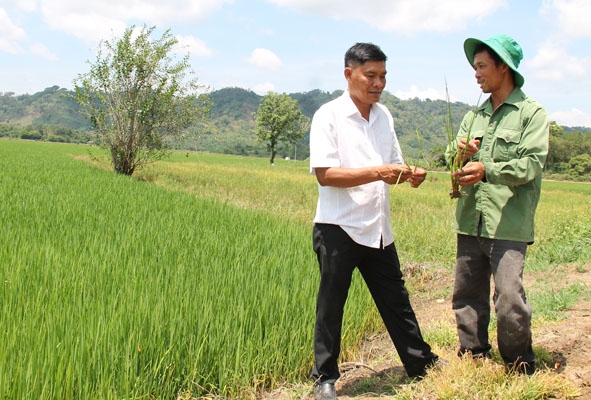 Ông Bùi Khắc Tiến (thôn Sơn Trà) trao đổi với cán bộ HTX Dịch vụ nông nghiệp Quảng Tân về tình hình sinh trưởng của cây lúa. 