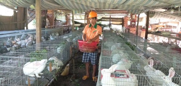 Anh Nguyễn Tấn Hiền chăm sóc đàn thỏ của gia đình.  