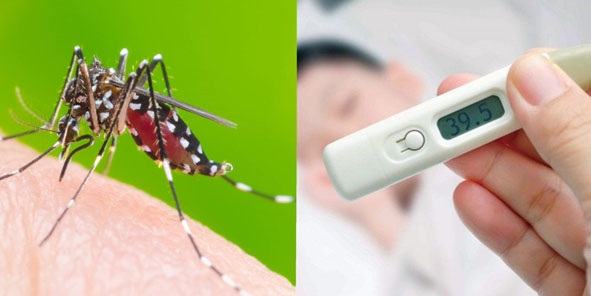 Muỗi vằn Aedes aegypti - thủ phạm làm bùng phát dịch sốt xuất huyết.