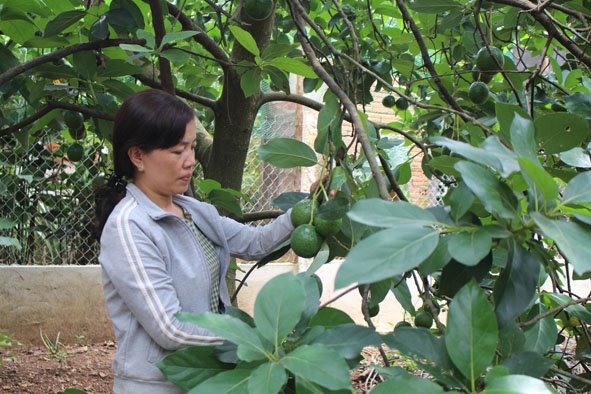 Chị Hồ Thị Xuyến (thôn Tân Phú, xã Ea Drơng) chăm sóc vườn cây xen canh của gia đình. 
