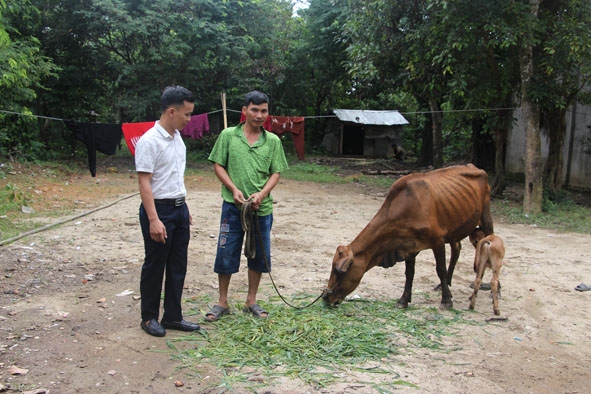 Gia đình bà H’Ngoai Hmok (ở buôn Ea Na, xã Ea Na) được hỗ trợ bò.