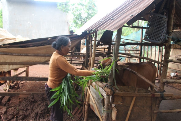 Bà H’Num Byă (buôn Ea Na, xã Ea Na) chăm sóc bò cái sinh sản được Ủy ban MTTQ Việt Nam tỉnh tặng .