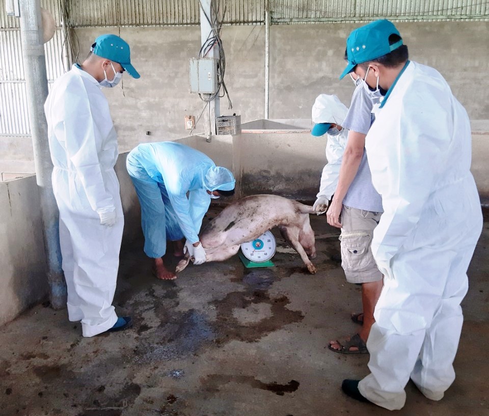 Lực lượng chức năng tiêu hủy số lợn bị dịch tả Châu Phi ở thôn 2, xã Yang Reh.