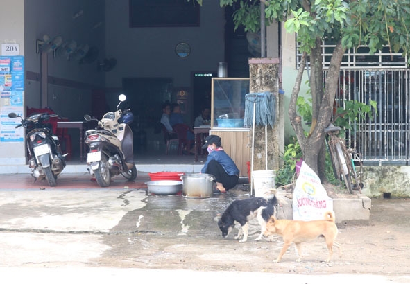 Tình trạng chó nuôi thả rông diễn ra phổ biến ở huyện Krông Bông.  
