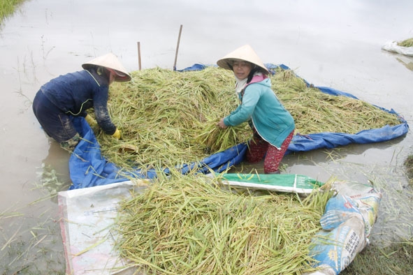 Nông dân xã Bình Hòa (huyện Krông Ana) gặt lúa chạy lũ.  