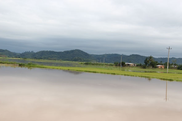 Cánh đồng xã Buôn Triết (huyện Lắk) ngập chìm trong nước lũ.  