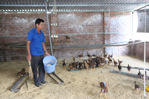 Mô hình chăn nuôi gà của gia đình ông Nguyễn Sâm (thôn Tân Lợi 1 xã Ea Uy).
