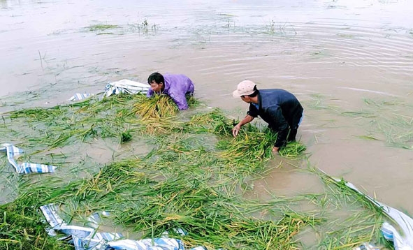 Người dân xã Cư Kty (huyện Krông Bông) vớt lúa non bị ngập do đợt mưa lớn ngày 8-8-2019.   