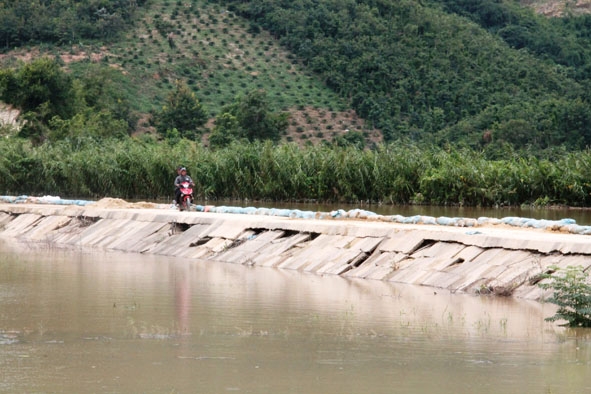 Đê bao Quảng Điền đoạn qua xã Quảng Điền bị sụt lún nghiêm trọng. 