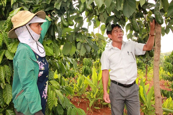 Gia đình bà Hồ Thị Sáu (thôn 10, xã Ea Đrông) phát triển chăn nuôi, trồng trọt hiệu quả nhờ nguồn vốn vay  từ Quỹ Hỗ trợ nông dân. 