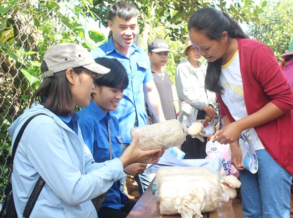 Đoàn viên thanh niên hướng dẫn kỹ thuật trồng nấm cho người dân xã Ea Drông, thị xã Buôn Hồ. 