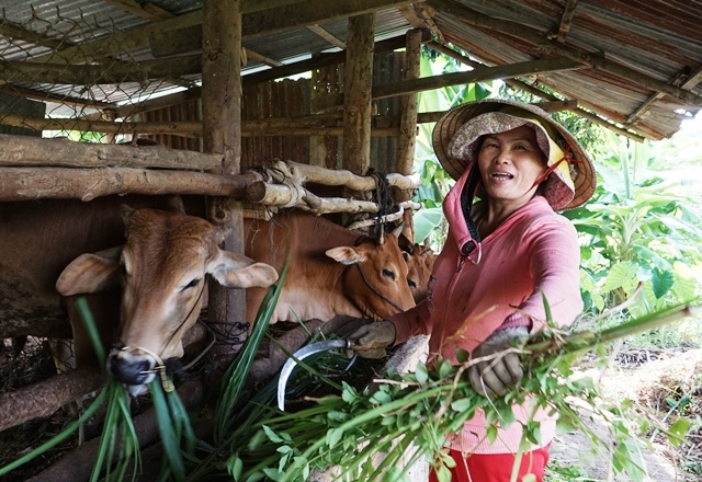Mô hình nuôi bò nhốt đã giúp nhiêu gia đình ở huyện Krông Bông thoát nghèo.