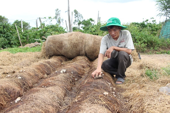 Anh Nguyễn Quốc Hậu (xã Ea Uy) chuẩn bị nguyên liệu để làm nấm. 