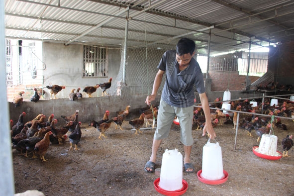 Ông Phạm Văn Tơn (xã Krông Búk) đã phát triển mô hình chăn nuôi gà thương phẩm hơn 10 năm nay.