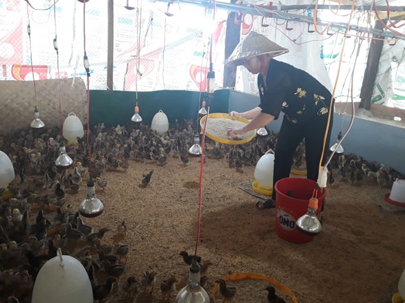 Bà Nguyễn Thị Tâm (thôn 5, xã Ea Lai) chăm sóc đàn gà của gia đình.  