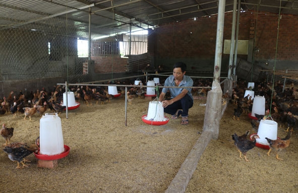 Mô hình nuôi gà thương phẩm của gia đình ông Phạm Văn Tơn (thôn 17, xã Krông Búk). 